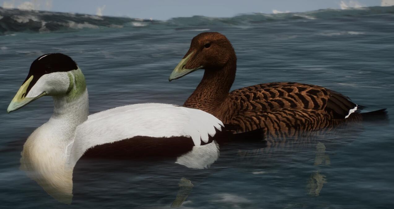 《動物園之星》新增物種絨鴨MOD[v1.18]