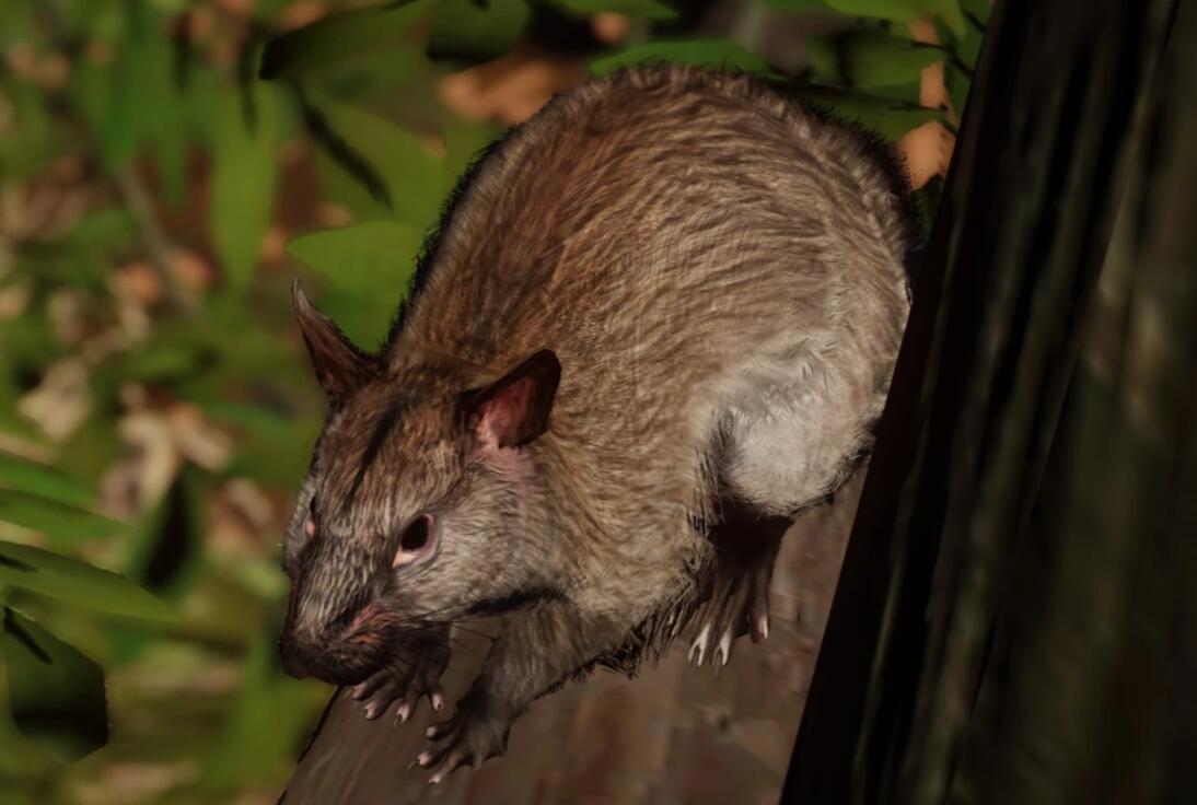 《動物園之星》新增物種黑足樹鼠MOD[v1.18]