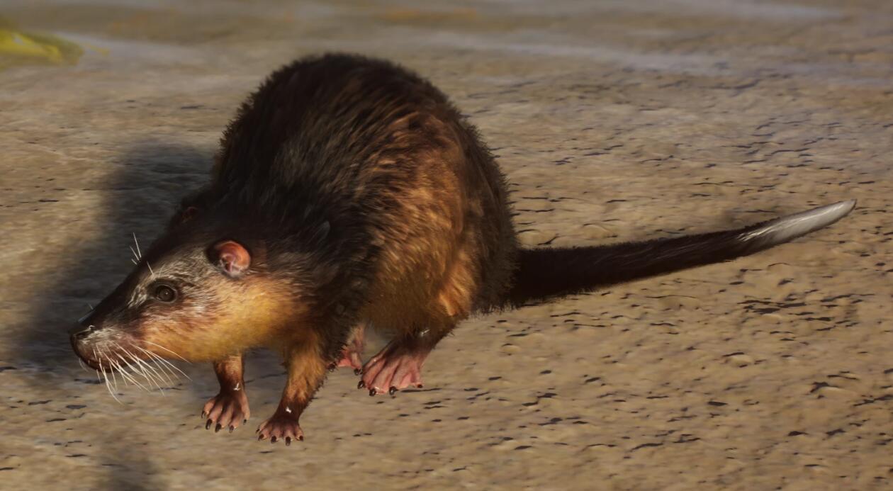 《動(dòng)物園之星》新增物種華麗琴鳥(niǎo)MOD[v1.18]