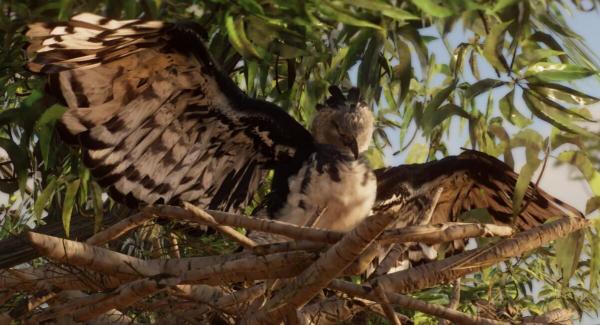 《動物園之星》新增物種哈斯特巨鷹MOD[v1.18]