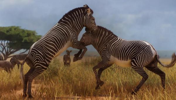 《動物園之星》新增物種格利威斑馬MOD[v1.18]