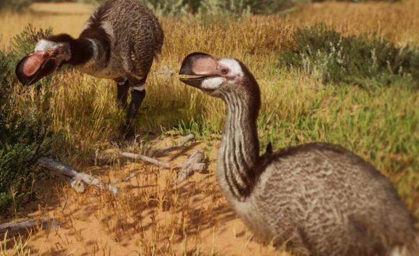 《動物園之星》新增滅絕物種史氏雷嘯鳥MOD[v1.18]