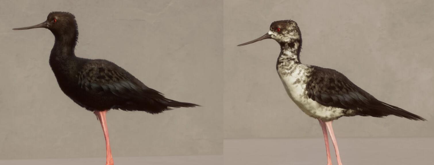 《動物園之星》新增物種遺鷗MOD[v1.18]