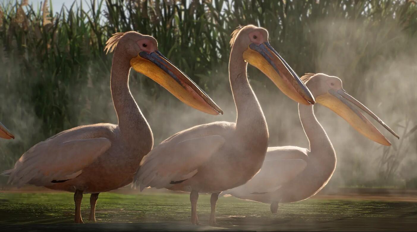 《動物園之星》新增物種白鵜鶘MOD