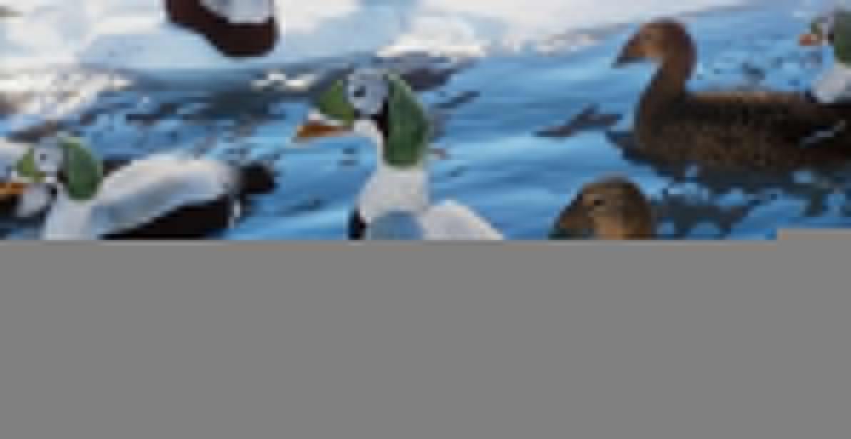 《動物園之星》新增物種白眶絨鴨MOD