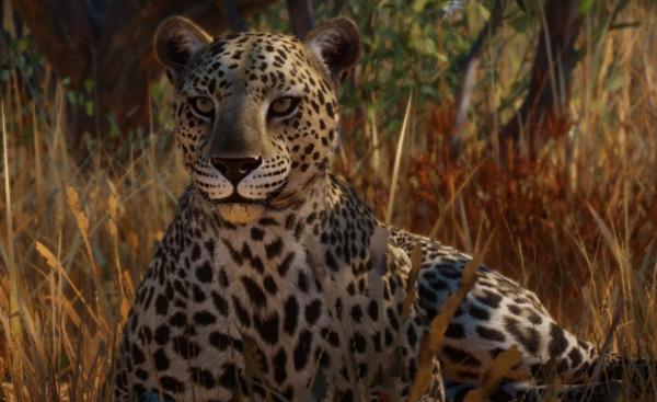 《動(dòng)物園之星》新增物種非洲豹MOD