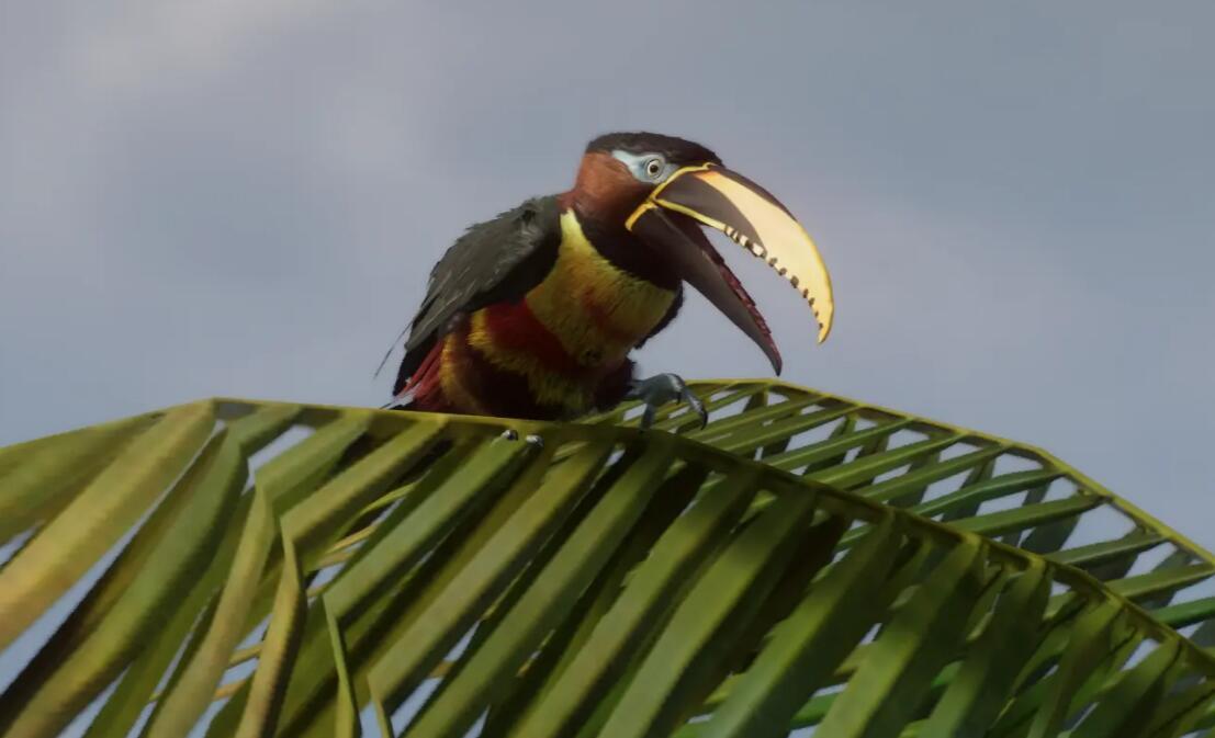 《動物園之星》新增物種栗耳阿拉卡MOD