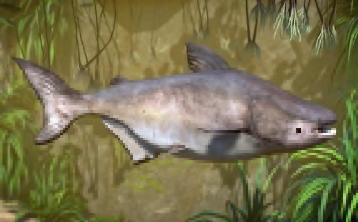 《動物園之星》新增物種湄公河大鯰MOD