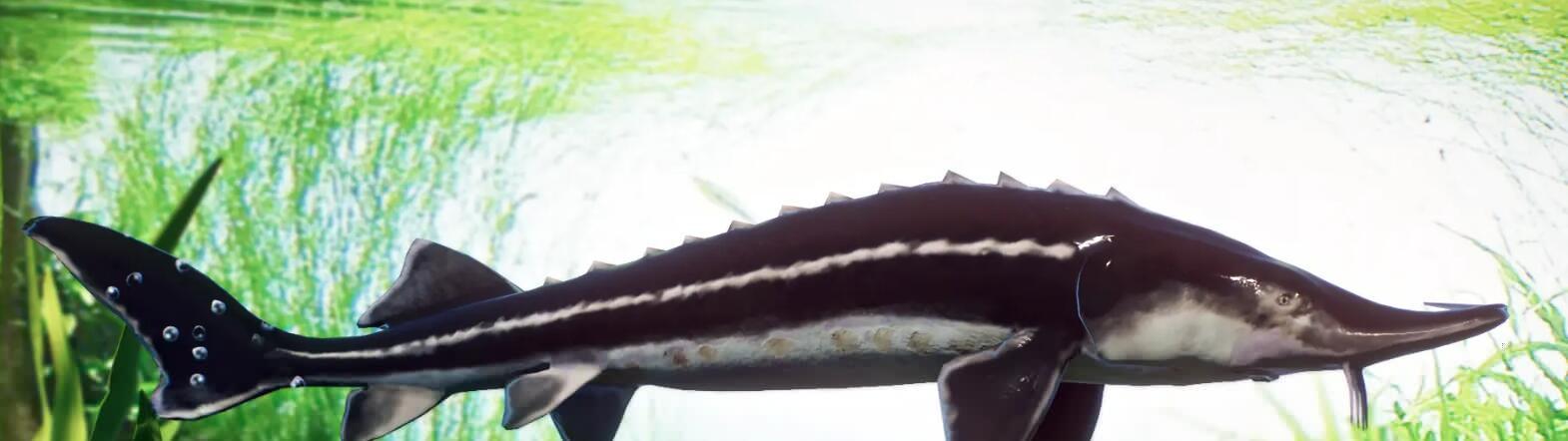 《動(dòng)物園之星》新增物種小體鱘MOD