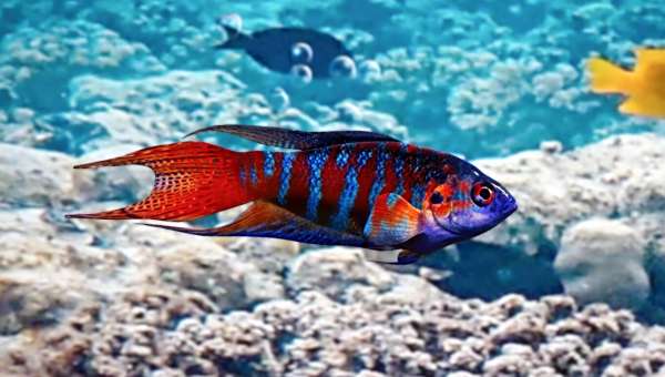 《動物園之星》新增物種蓋斑斗魚MOD