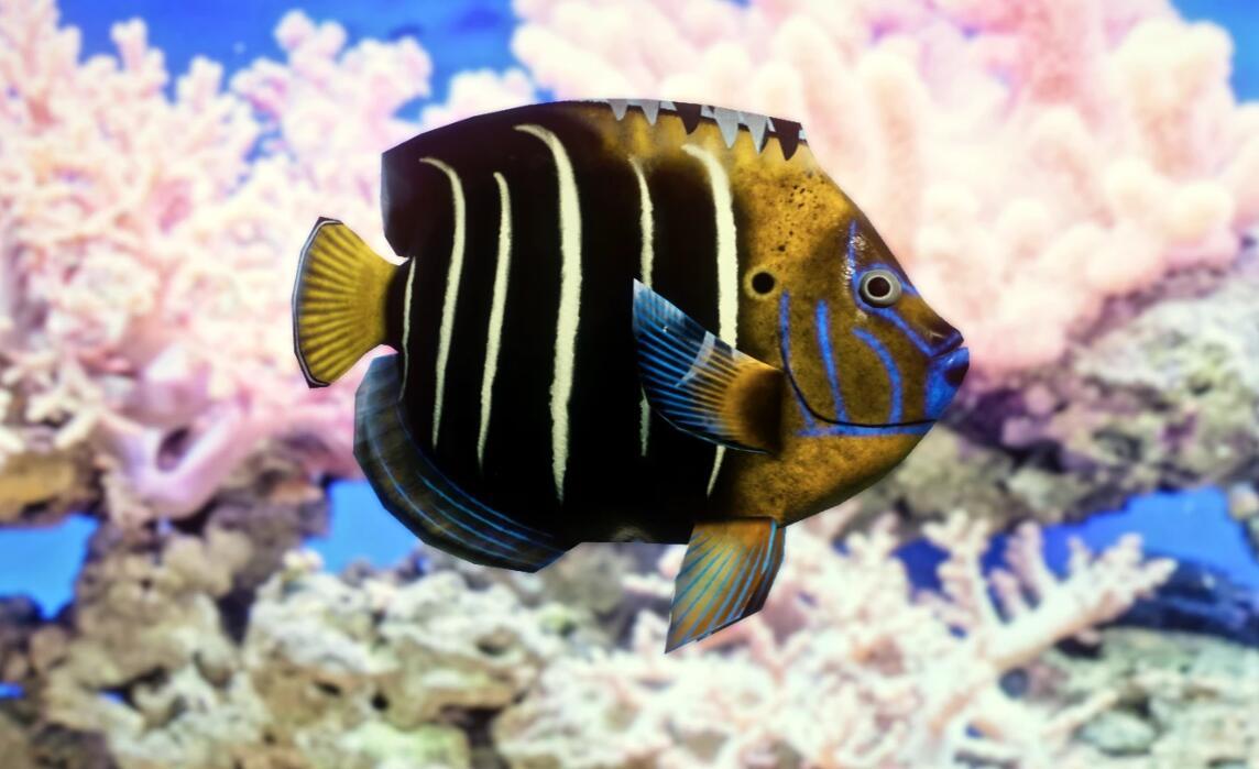 《动物园之星》新增物种黄尾刺盖鱼MOD