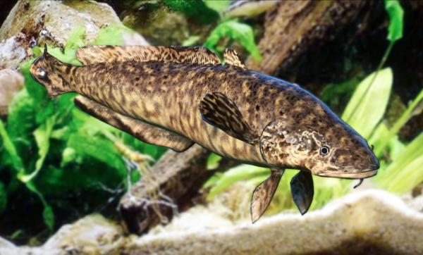 《动物园之星》新增物种江鳕MOD