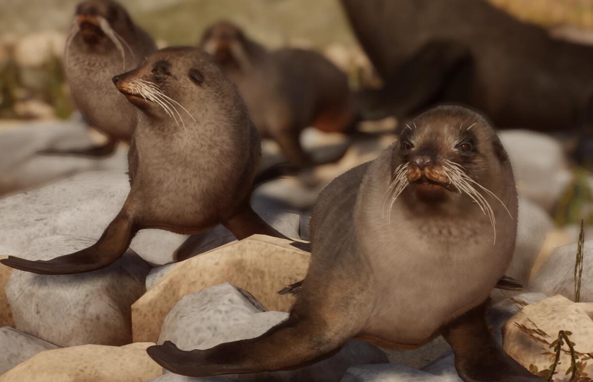 《动物园之星》新增物种南象海豹MOD