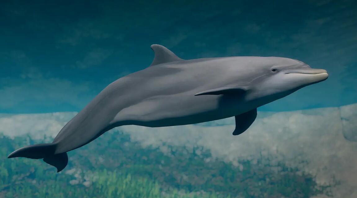 《動物園之星》新增物種寬吻海豚MOD