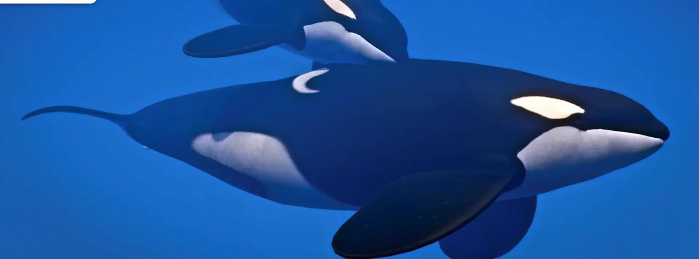 《動(dòng)物園之星》新增物種虎鯨MOD