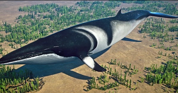 《動物園之星》新增物種小鳁鯨MOD