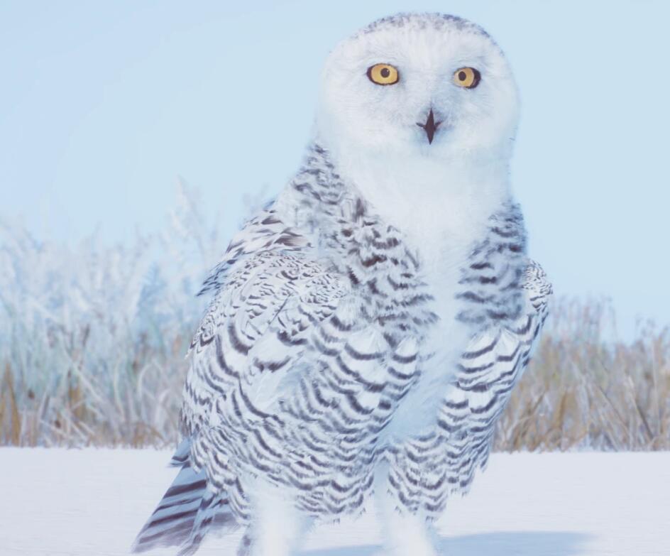 《動物園之星》新增物種雪鸮MOD