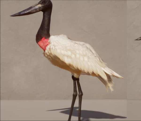 《動物園之星》新增物種美洲白鹮MOD