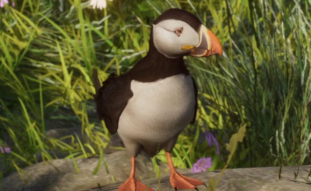 《動物園之星》新增物種大西洋海雀MOD