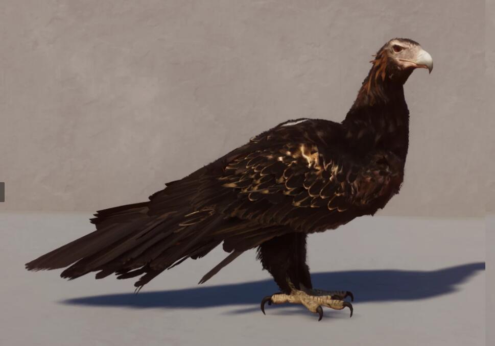 《動物園之星》新增物種塔斯馬尼亞楔尾雕MOD