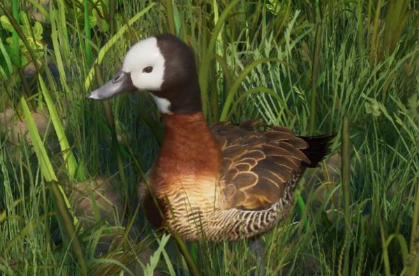 《動(dòng)物園之星》新增物種白臉樹鴨MOD