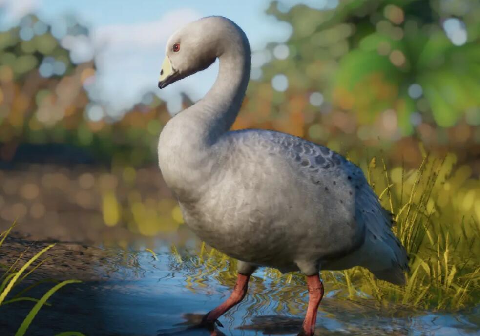 《動物園之星》新增物種澳洲灰雁MOD