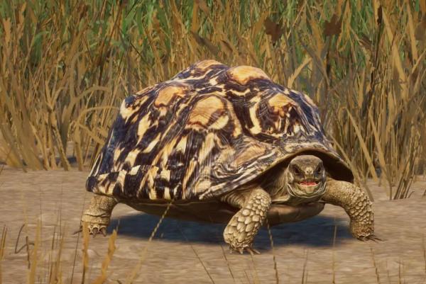 《動物園之星》新增物種豹紋陸龜MOD