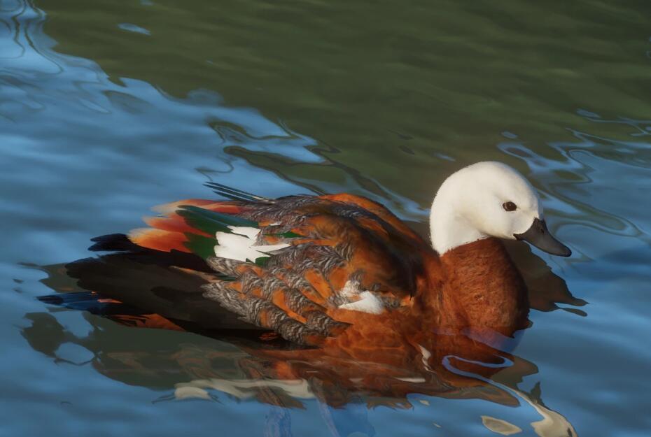 《動物園之星》新增物種黑胸麻鴨MOD