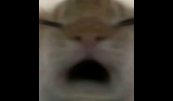 《逃离鸭科夫》后刷机制MOD