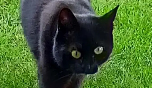 《賽博朋克2077》奇妙晃動物品商店MOD