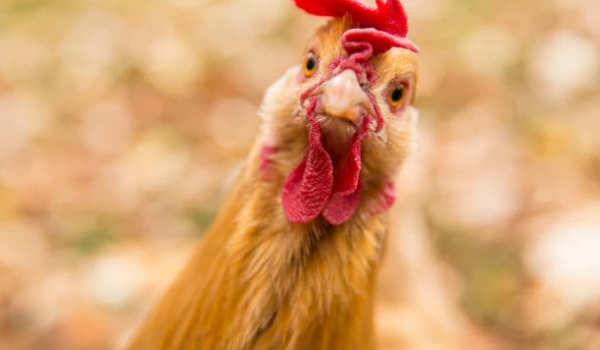 《七日杀》咯咯哒僵尸MOD