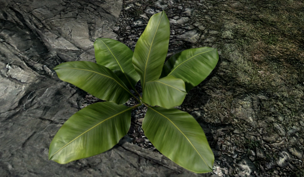 《上古卷轴5:天际重制版》马卡斯植物MOD