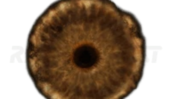 《艾尔登法环》随地恢复符文MOD