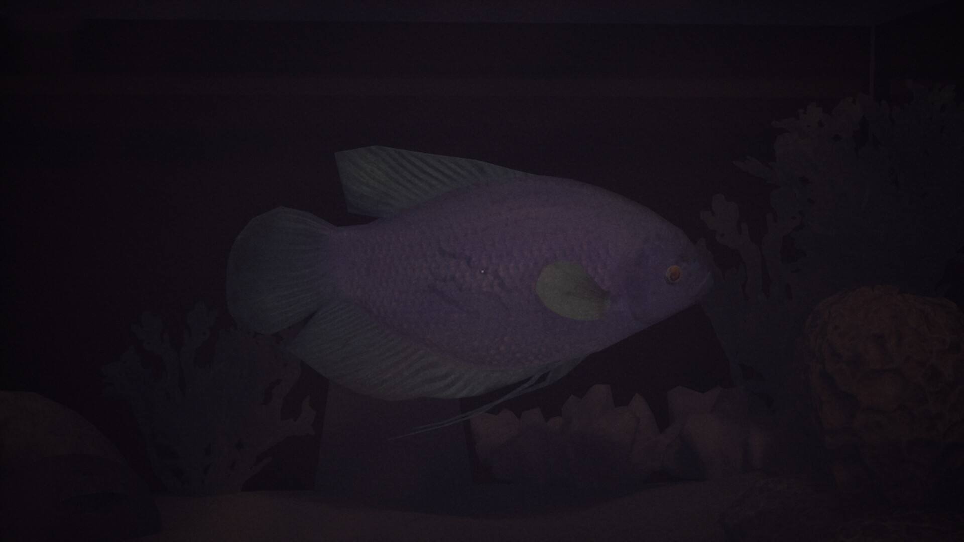 哈鲁：金鱼