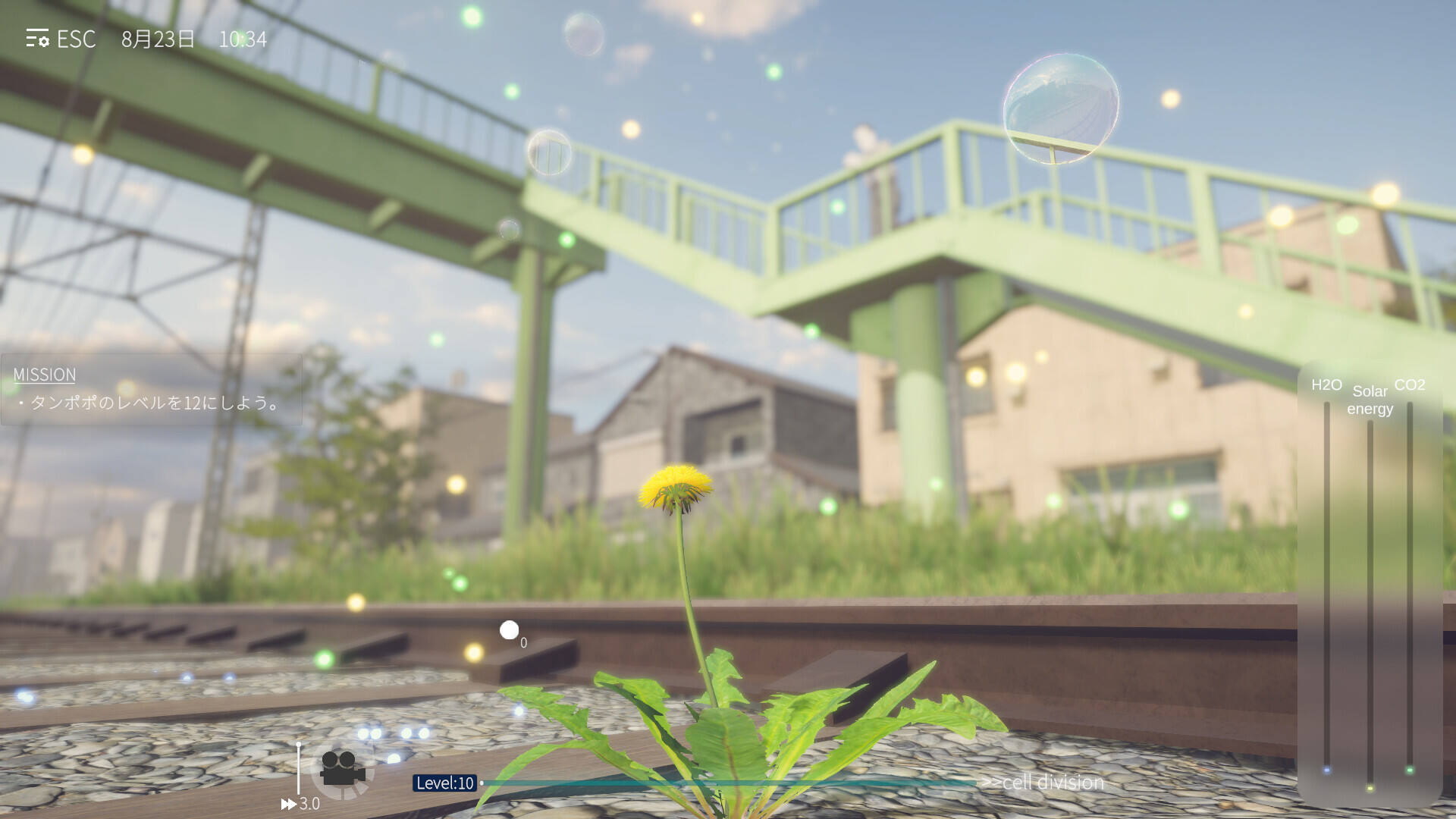 蒲公英不屈壁纸